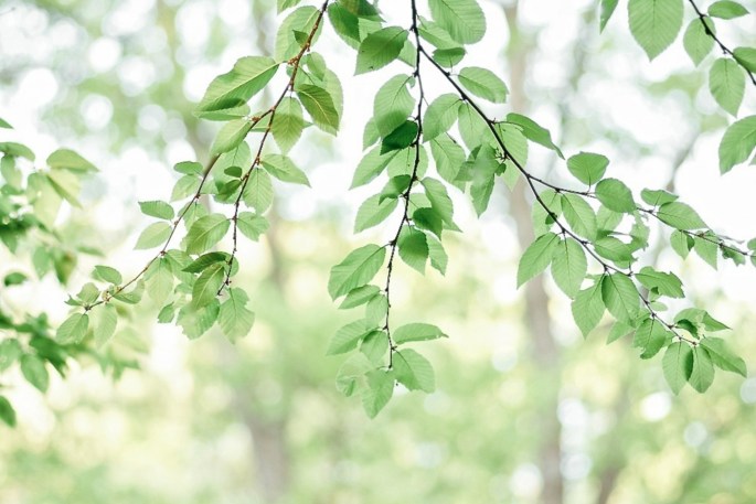 26634141544_389bd823f2_o