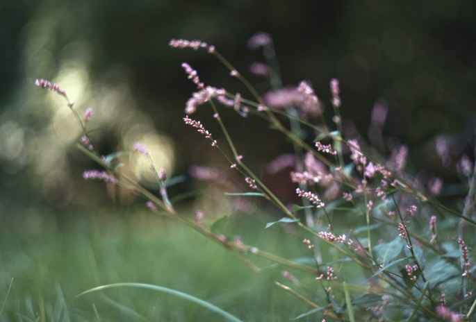 29580739250_c7e7006da3_o