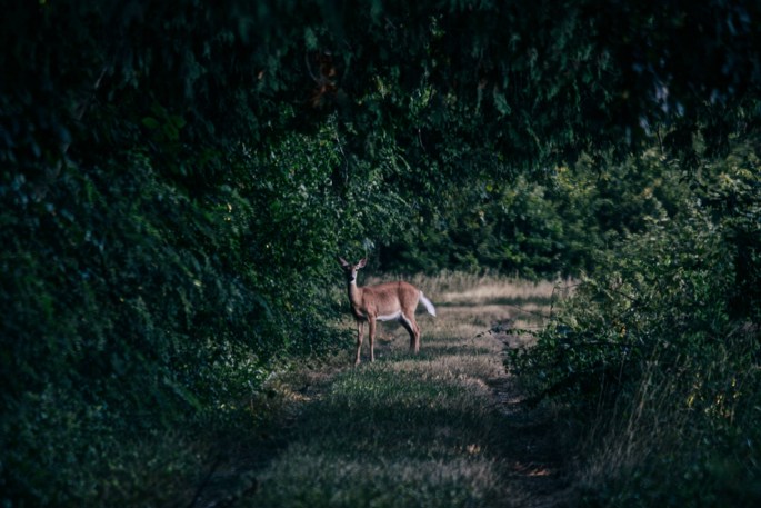 29658723383_29aabfe5c0_o