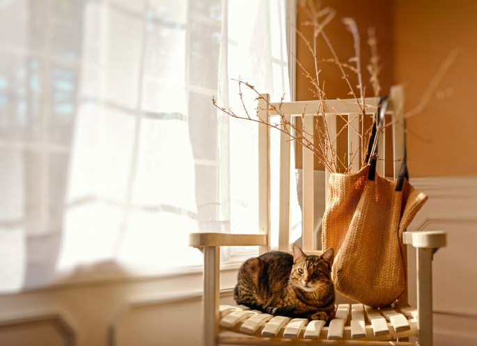 32761864034_5e942f72f2_o