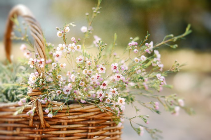 32883468694_27a5cc1898_ospring in a basket