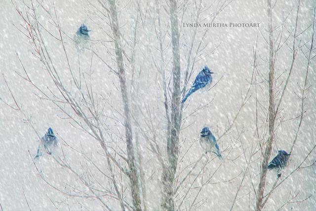 32571162765_7e0a5e01c6_z