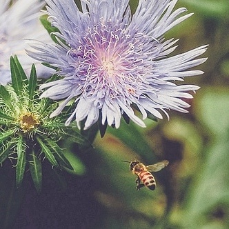 33853474476_207533be7b_z