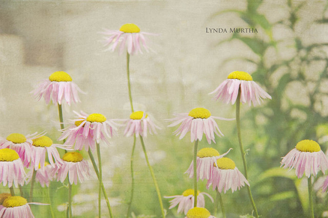 7168962457_2b835fe9d1_z