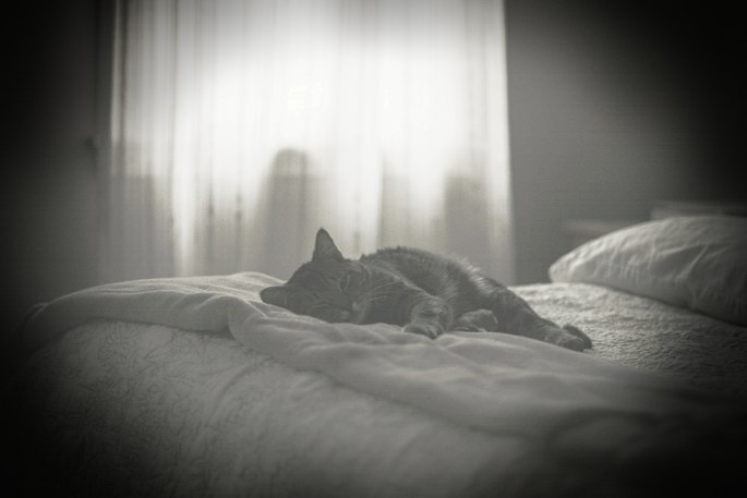 31380945384_dbd754a1c6_omorning mozart