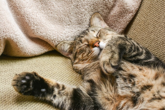 34273104222_9296489fa4_o-2