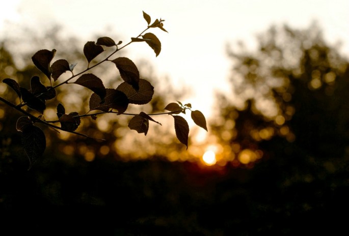 35680238403_8fb4a84812_o