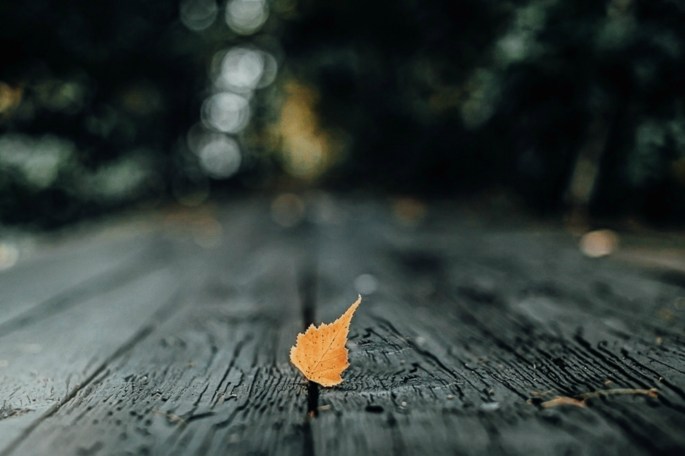 36493498995_5e8fbe7371_o-2