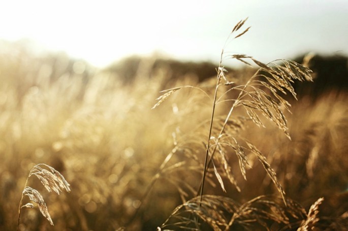 37151337511_72b039c466_o