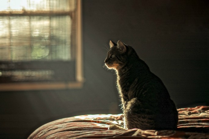 37474652896_f91d424679_o