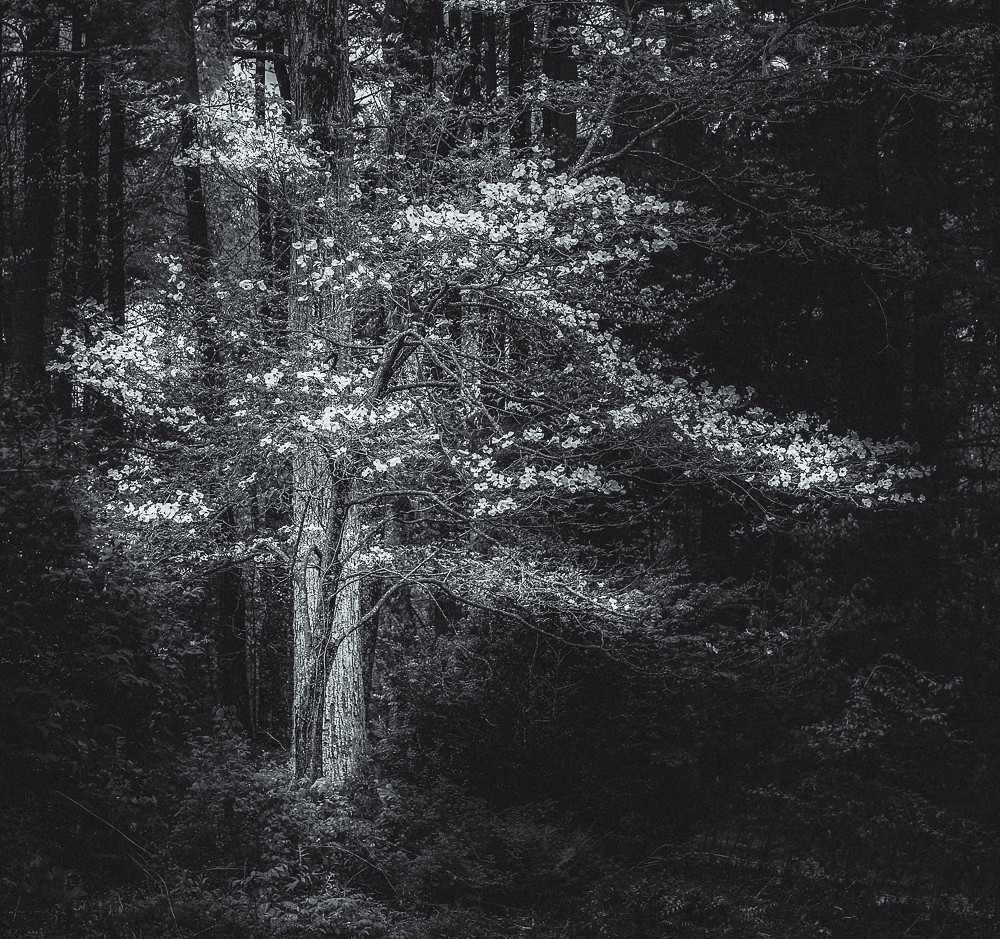 40874762713_59ded62a3c_b