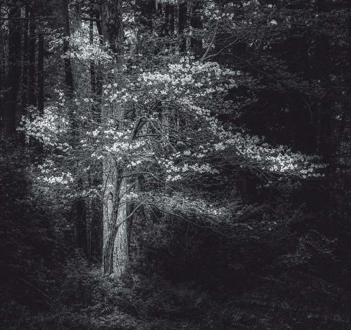 40874762713_59ded62a3c_b